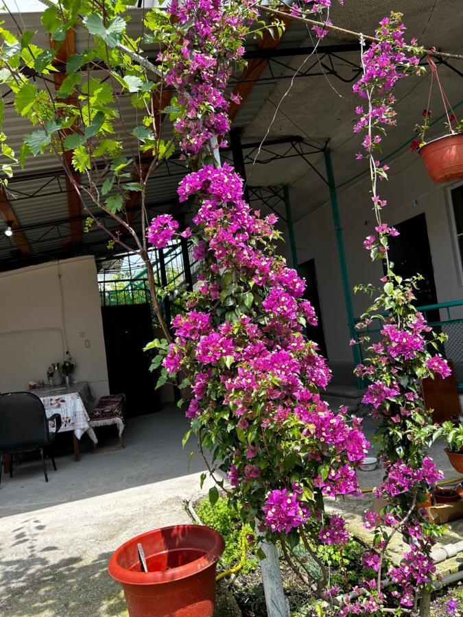 Na Shapsug Guest House 가그라 외부 사진